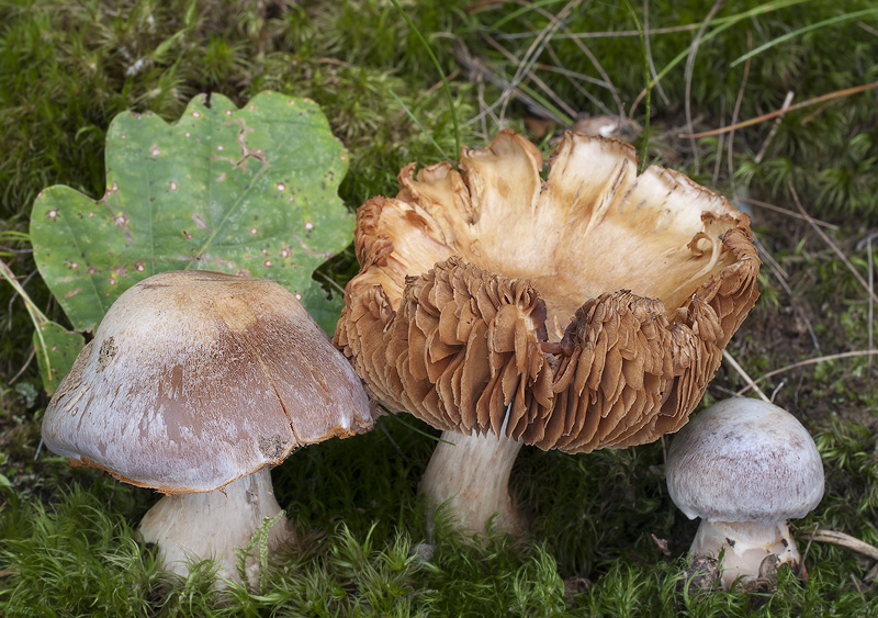 Cortinarius subcompar